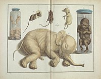 Locupletissimi rerum naturalium thesauri accurata descriptio, et iconibus artificiosissimis expressio, per universam physices historiam (TAB. CXI) BHL41047802.jpg