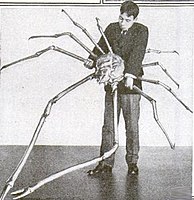 Japanese spider crab.jpg