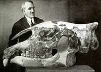 Paraceratherium transouralicum skull.jpg