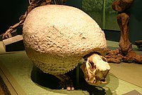 Glyptodon - Smithsonian.jpg