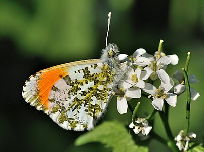 Orange Tip on Garlic Mustard