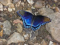 Blue butterfly1.jpg