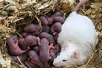 Rat litter.jpg