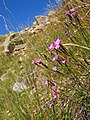 Dianthus hyssopifolius pyrenees.jpg