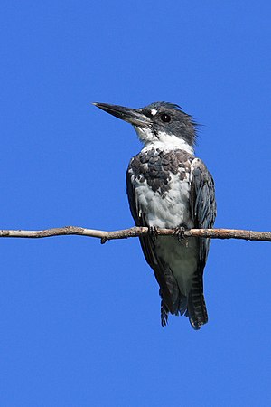 Belted Kingfisher