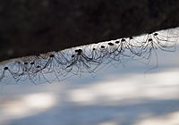 Opiliones 20100626.jpg