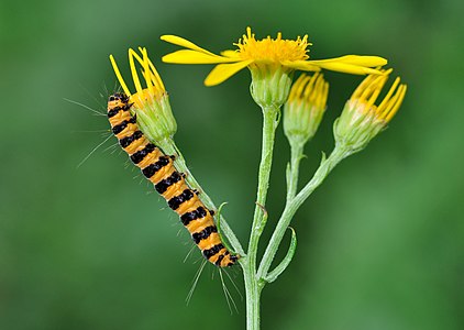 Caterpillar of a Cinnabar Moth