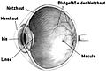Auge Uebersicht.jpg