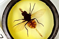 Fly microscope slide.jpg