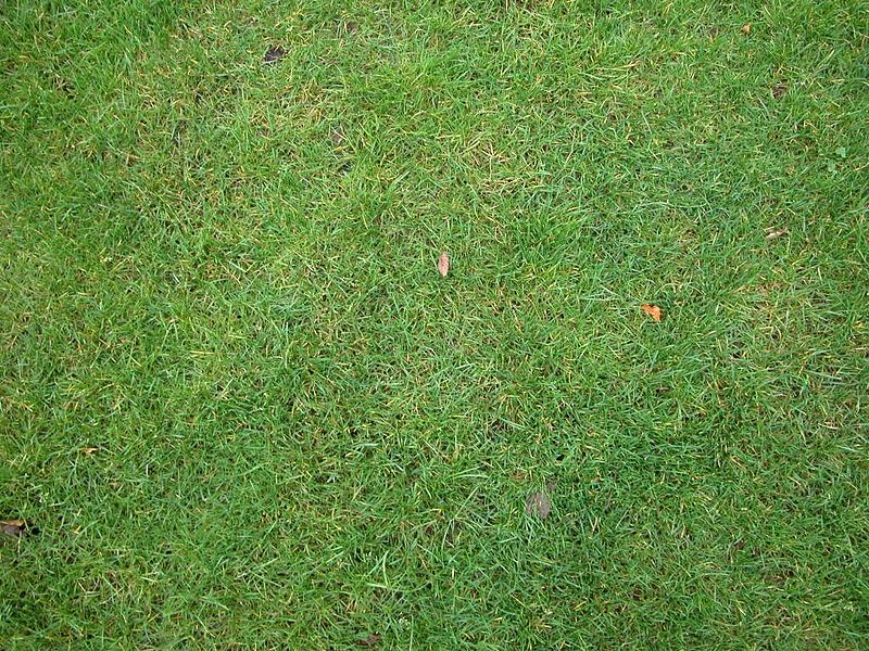Datei:Green lawn.jpg
