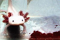 Albinoaxolotl2.jpg