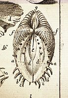 Venus dione Linnaeus.jpg