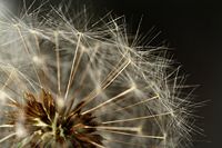 Dandelion clock detail.jpg