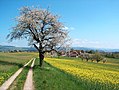 osmwiki:File:Frühlingslandschft Aaretal Schweiz.jpg