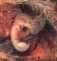 819 Embryo at Seven Weeks.jpg