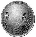 Carcass shell.jpg