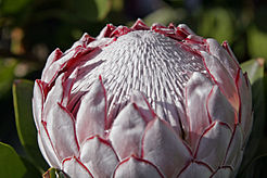Protea flower02.jpg