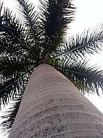 Roystonea oleracea.jpg