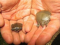 Baby Turtles (14133639867).jpg