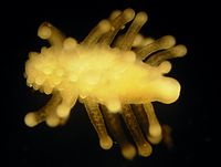 Candelabrum cocksii g.JPG