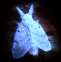 Luminous Moth.png